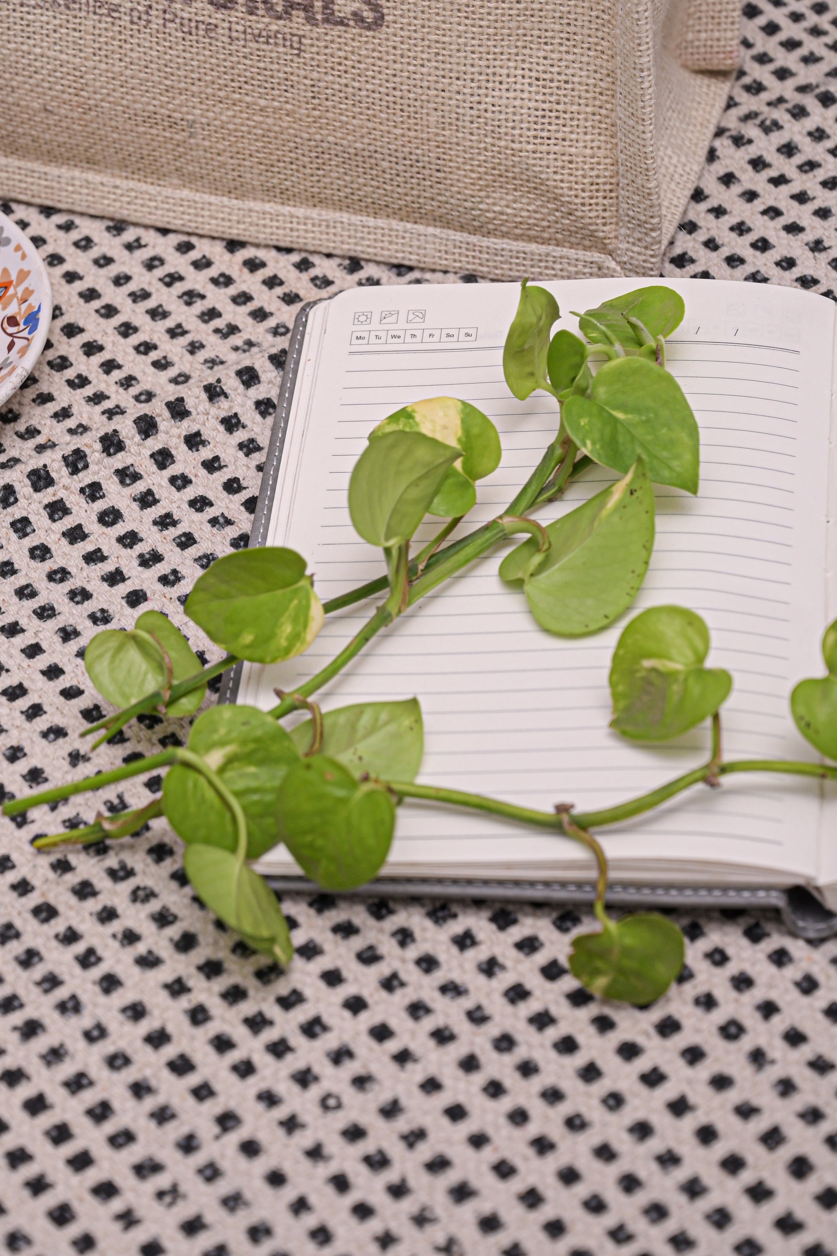 Desert Frame Minimal Cotton Rug